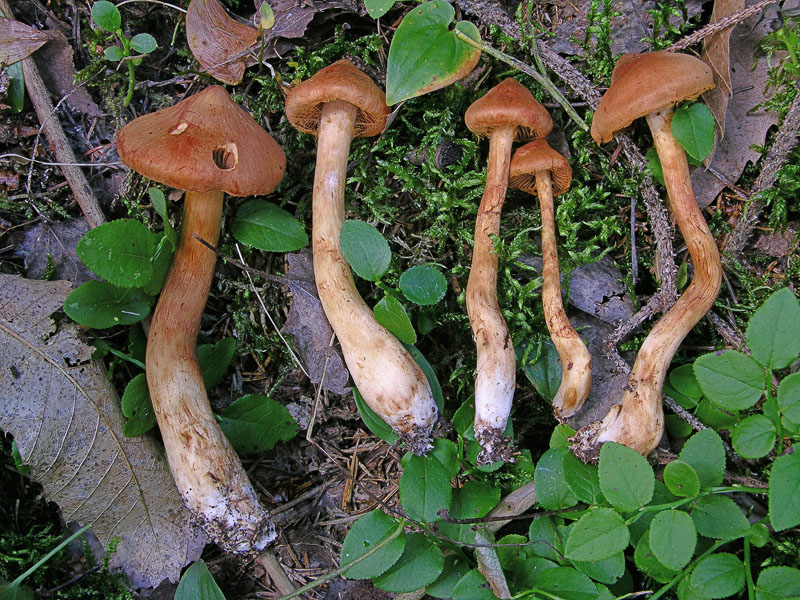 Cortinarius rubellus Cooke